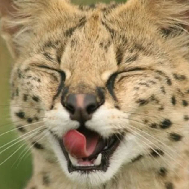 ᶠᵃᵎʳ BAKHMÚT